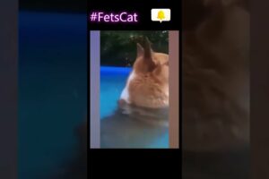 Funny Cat 😂😂😂😂36#shorts #funny #funnyvideo #cat #funnycats #animals #animalshorts  #catplaying #cats