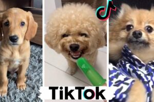 Funny Doggos & Cute Puppies ~ Best Dogs of TikTok Compilation!