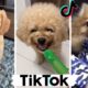 Funny Doggos & Cute Puppies ~ Best Dogs of TikTok Compilation!