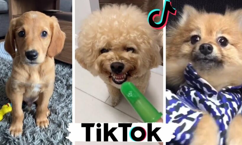 Funny Doggos & Cute Puppies ~ Best Dogs of TikTok Compilation!