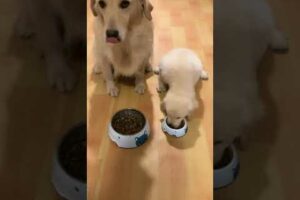 Funny Puppy Videos  Cute Puppies Newborn Puppies , Hunabi Dogs #Short