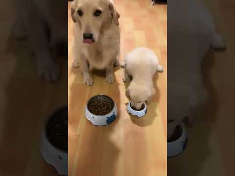 Funny Puppy Videos  Cute Puppies Newborn Puppies , Hunabi Dogs #Short