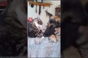 Funny animal fights