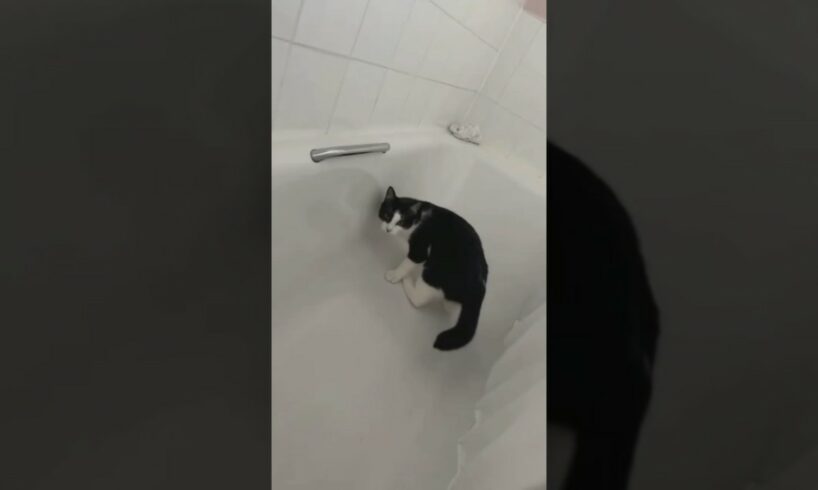 Funny cat and dogs 😂😂 episode 287 #pet #cat #animal #cats #shorts