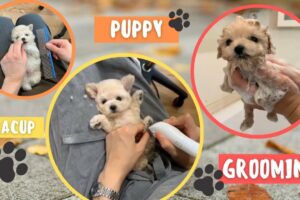 GROOMING TEACUP PUPPY | CUTE PUPPIES