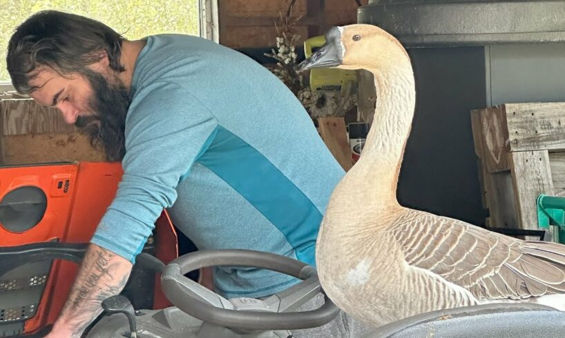 Goose seems to think he's human