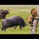 Greatest Fights In The Animal Kingdom, Best Of Animal Attack, Animal Battles Ever,