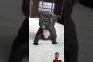 Guta is the cutest puppy 🥹 #shorts #frenchbulldog #shortvideo