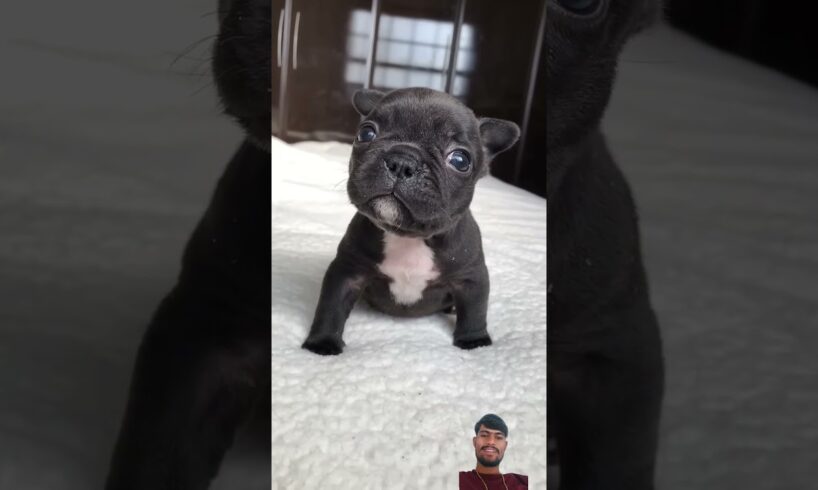 Guta is the cutest puppy 🥹 #shorts #frenchbulldog #shortvideo