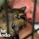 Guy Finds A Stray Cat Living At Starbucks | The Dodo