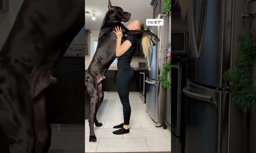 HUGE Great Dane 😲 (🎥: ViralHog)