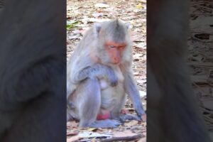Happy & Fun Play Moment Of Cute Tiny Baby Monkey, Lovely #animals #life #viral