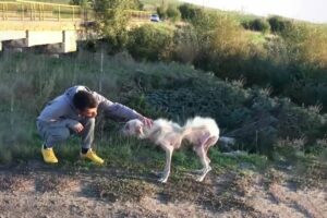 He had such a miserable life, sleeping on the field, hungry, cold... begging for help!