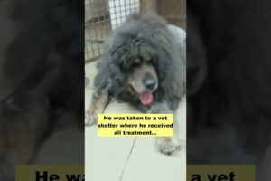 He was covered with severely matted fur, ticks, and fleas and lived alone after his owner pass