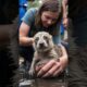 Heartwarming Animal Rescues​  #animals #amazing #animalrescues #dog