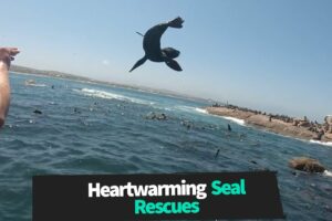 Heartwarming Seal Rescues