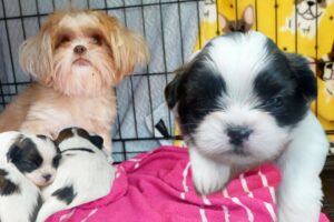 Helping My Pregnant Dog Give Birth To Cute Puppies | Raising Tiny Shih Tzu Puppies | Puppies Playing