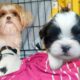 Helping My Pregnant Dog Give Birth To Cute Puppies | Raising Tiny Shih Tzu Puppies | Puppies Playing