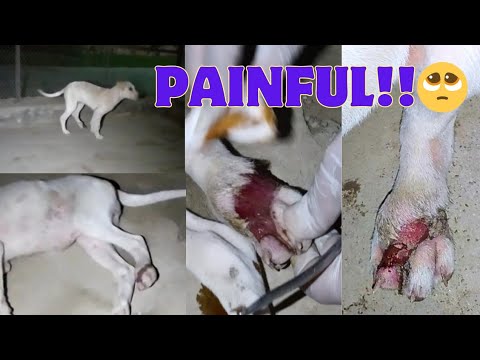 Helpless puppy found on streets with injured leg |Someone hit her really bad|Cruelty to animals