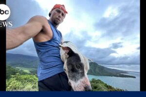 Hiker rescues dog from Hawaii mountain