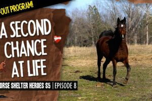 Horse Shelter Heroes S5E8 | A Second Chance At Life