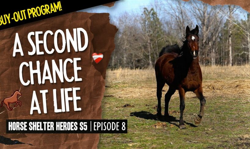 Horse Shelter Heroes S5E8 | A Second Chance At Life