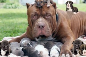 How American Pit Bull Terrier Gives Birth To Cute Puppies In The First Time