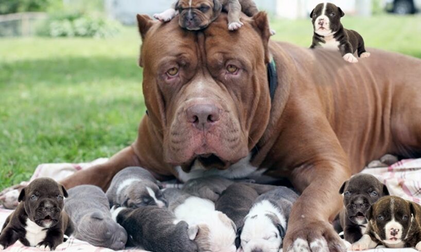 How American Pit Bull Terrier Gives Birth To Cute Puppies In The First Time