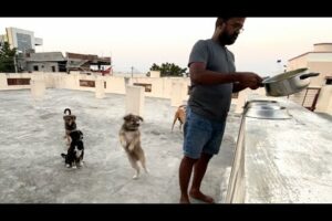 How Cute Puppies Reacted While We Arranging Food | Puppies Behaviour While Giving Food#indianpuppies