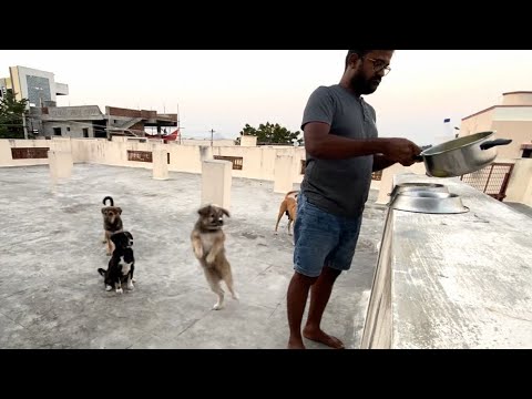 How Cute Puppies Reacted While We Arranging Food | Puppies Behaviour While Giving Food#indianpuppies
