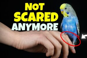 How to Tame a Scared and Skittish Bird | Compilation