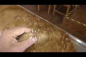 Huge Maggots & Mangoworms Cleaning From Stray Dog ! Animal Rescue Video 2022 #18