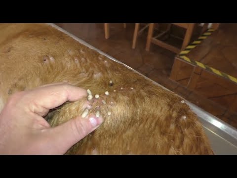 Huge Maggots & Mangoworms Cleaning From Stray Dog ! Animal Rescue Video 2022 #18