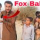 Hum Ne Fox Babies Rescue kar Leay 🦊 we rescue fox babies 😲 fox trap