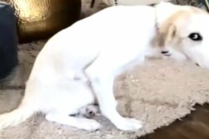 Husband shocked when wife brought this dog home