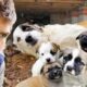 I Rescued a Pregnant Dog & Six Puppies From a Junkyard