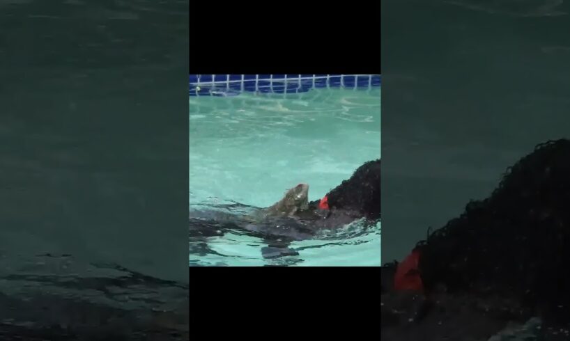Iguana Surfs On Dog's Back 🤣