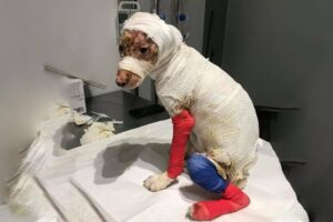 In Tears For Extraordinary Efforts of Puppy Whose Whole Body Burned, Even He Can't Recognize Himself