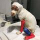 In Tears For Extraordinary Efforts of Puppy Whose Whole Body Burned, Even He Can't Recognize Himself