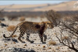 Injured Cheetah When Choosing Wrong Opponent, Can It Survive ? Animal Fight