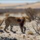 Injured Cheetah When Choosing Wrong Opponent, Can It Survive ? Animal Fight