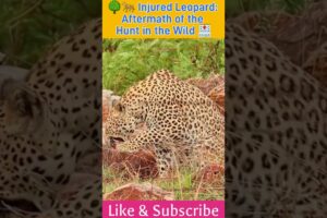 🌳🐆 Injured Leopard: Aftermath of the Hunt in the Wild 🏥 #WildlifeInjury #LeopardRecovery #Shorts