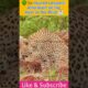 🌳🐆 Injured Leopard: Aftermath of the Hunt in the Wild 🏥 #WildlifeInjury #LeopardRecovery #Shorts