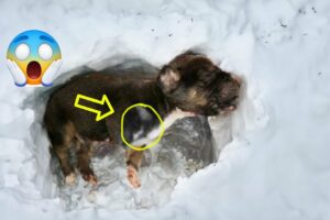Just 12 days old, the puppy cried and fainted in the snow with a missing leg