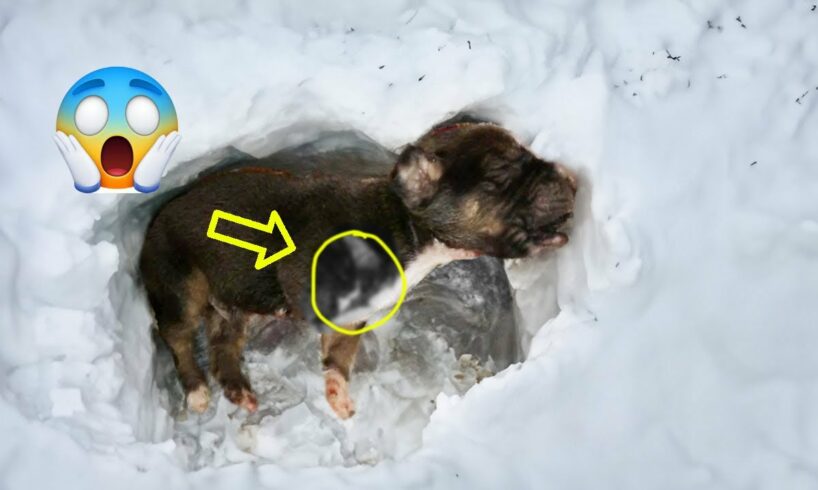Just 12 days old, the puppy cried and fainted in the snow with a missing leg