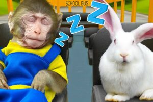 KiKi Monkey fall asleep on School Bus with rabbit and eat ice cream from truck | KUDO ANIMAL KIKI