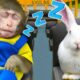 KiKi Monkey fall asleep on School Bus with rabbit and eat ice cream from truck | KUDO ANIMAL KIKI