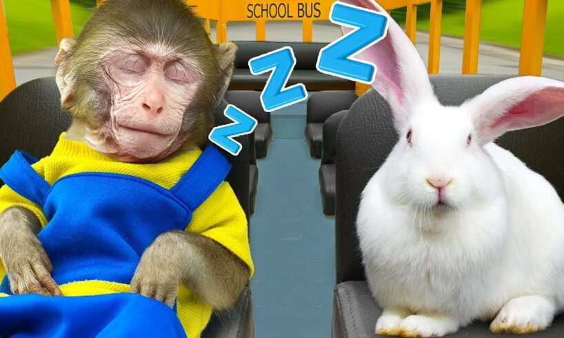 KiKi Monkey fall asleep on School Bus with rabbit and eat ice cream from truck | KUDO ANIMAL KIKI