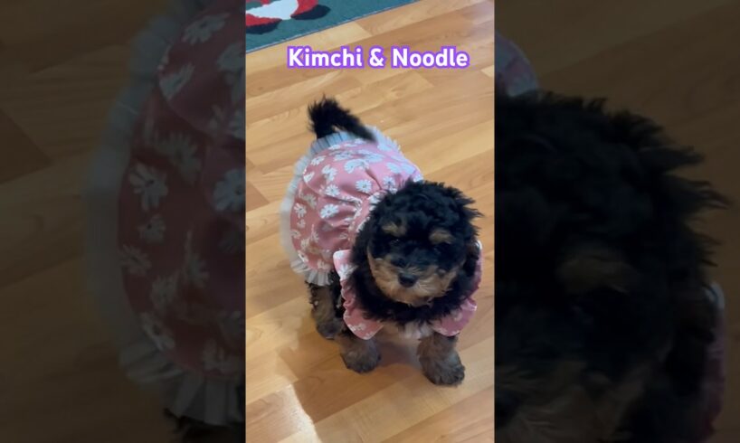 ❤️❤️Kimchi and Noodles the cutest puppies 🐶 ❤️ #shortsviral #shorts #poodle  #puppies #deladoodle