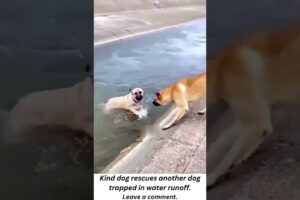 Kind dog rescues another dog trapped in raging stream.